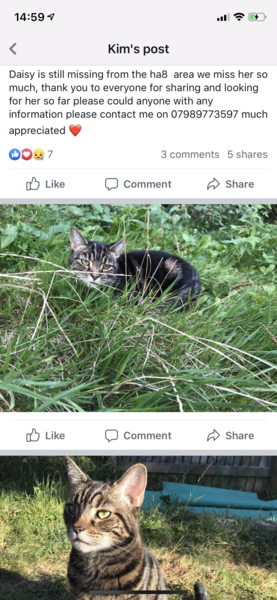 UK Cat Killer still active in the following areas: Edgware, Barnet, Northolt