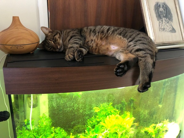 Next door's -thug- cat