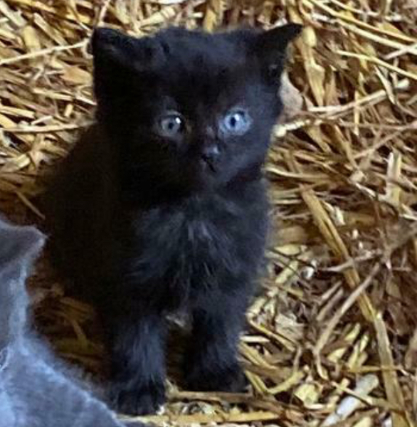 Help name our new kitten, please!