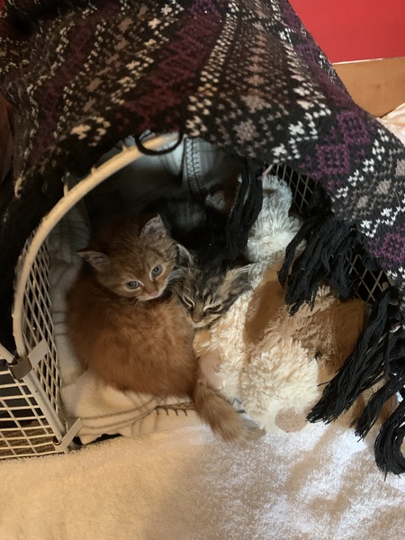 Lucky little kittens