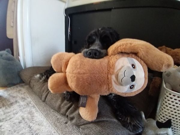 I'm feeling low, so share in the joy of my dog 🐶