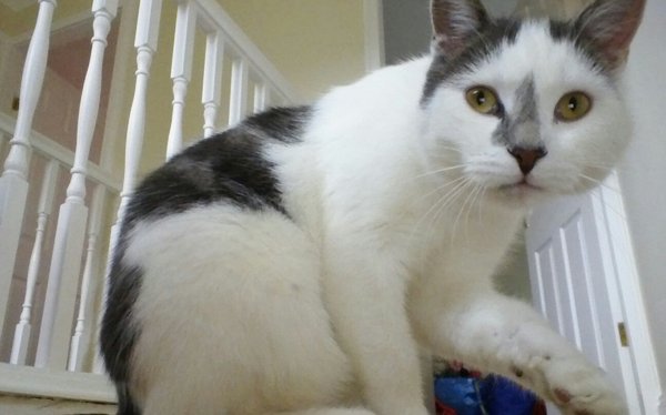 Anyone else have an elderly cat ours is 21!!