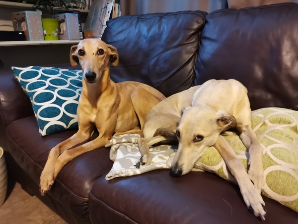 Recommendations for a suitable breed of dog
