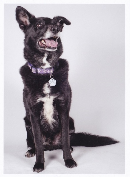 Tell me about having a dog.