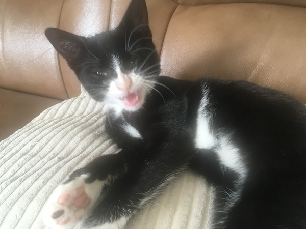 Does anyone recognise this cat toy?