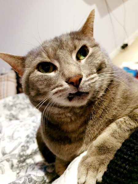 Kitteh is about to become a big sister
