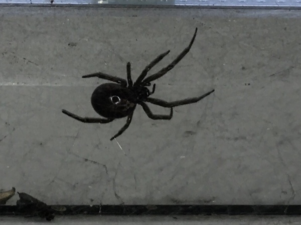 Is this a false widow spider