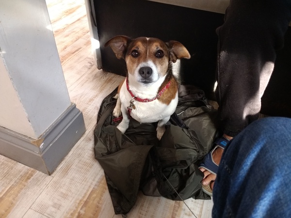 My dog is best dog