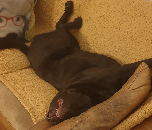 Pictures of our dogs...