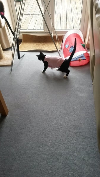 Kitten been spayed and won’t stop jumping around