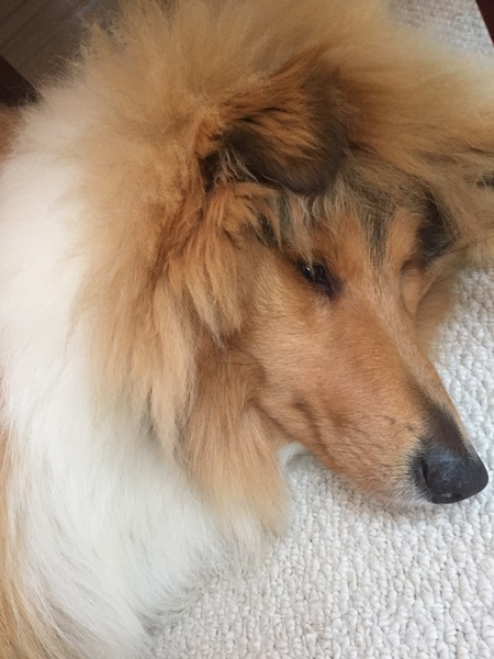 I'm feeling low, so share in the joy of my dog 🐶
