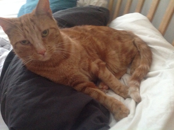 Cold weather cat behaviour