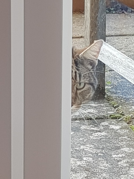 Next door's -thug- cat