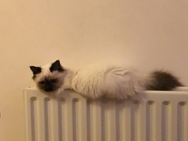 Catflap company say I have a defective cat. Vet says I have a defective catflap - who is right?
