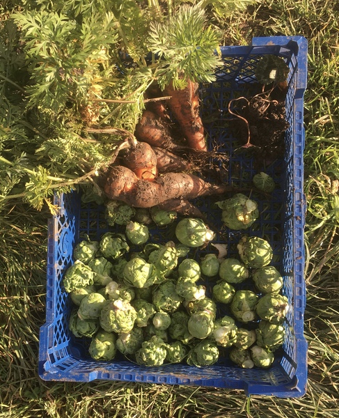 Allotment/Veg Patch Thread 14 ! growing into summer