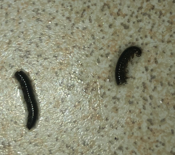 AIBU to ask for you help in telling me what this is...gross bug picture warning.