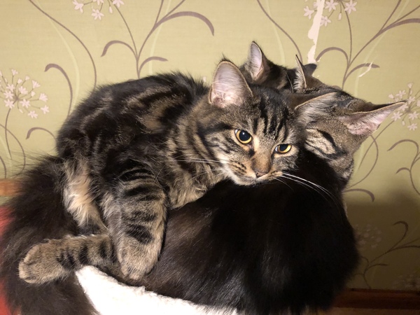 My cats have stopped eating 😢