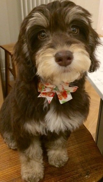 My dog is best dog