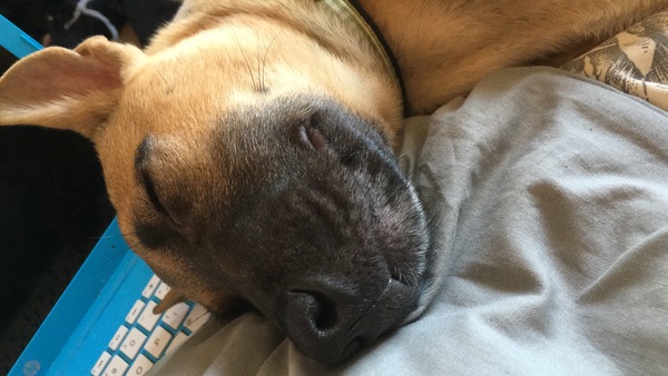To ask for your nicest dog shampoo recommendations?