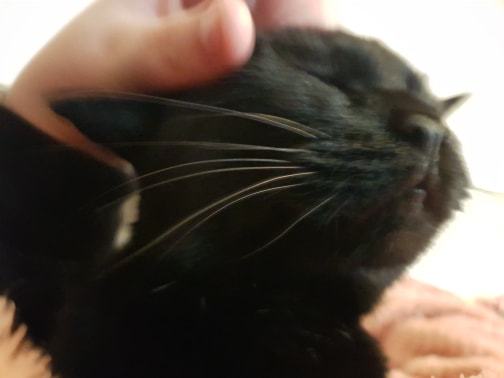 How old is your cat?