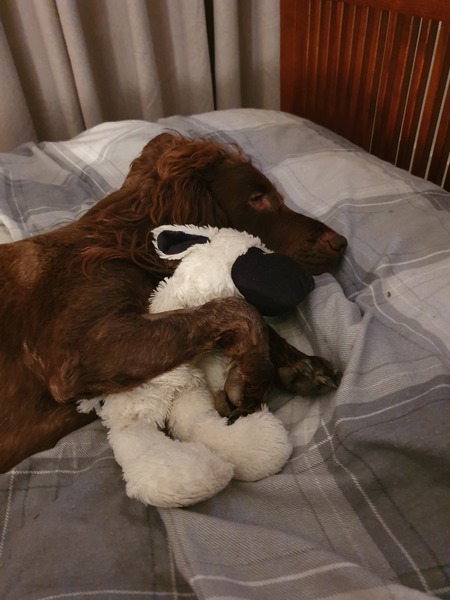 My dog is best dog