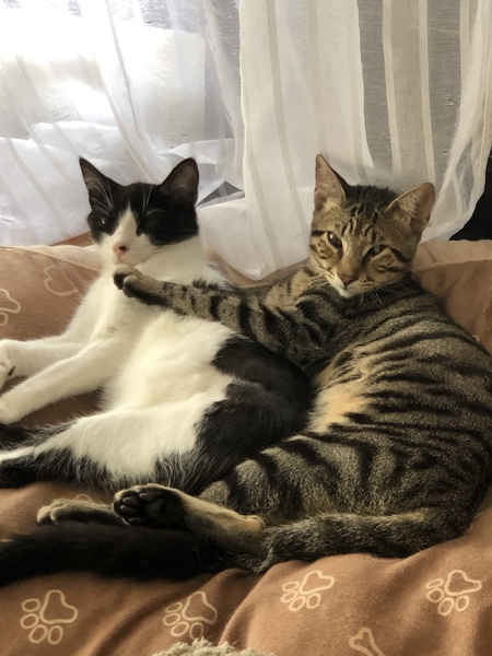 How many cats is too many cats?
