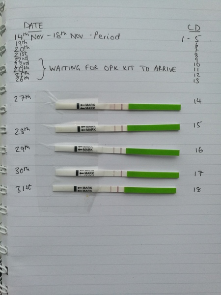 Ovulation Corner