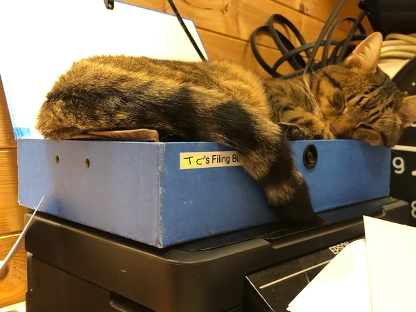 Why does anyone buy a dedicated cat bed?