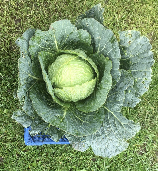 Allotment/Veg Patch Thread 14 ! growing into summer