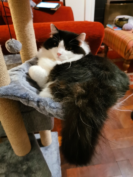 Why does anyone buy a dedicated cat bed?