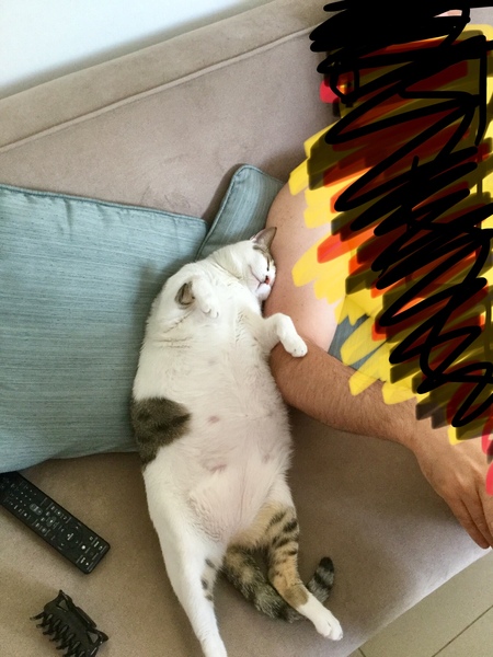 Funny ways your pets sleep