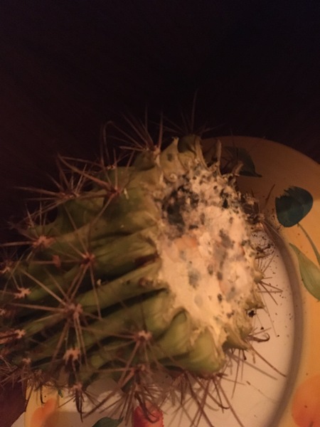 How to repot this bruiser of a cactus so it doesn't lean