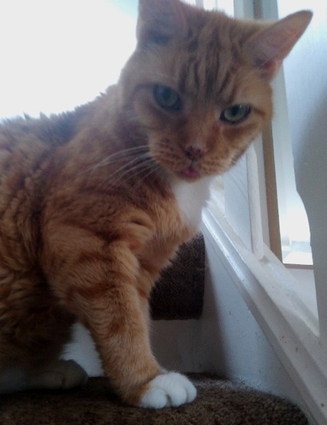 Anyone else have an elderly cat ours is 21!!
