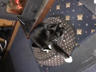 Heating on during cold nights for the cats?