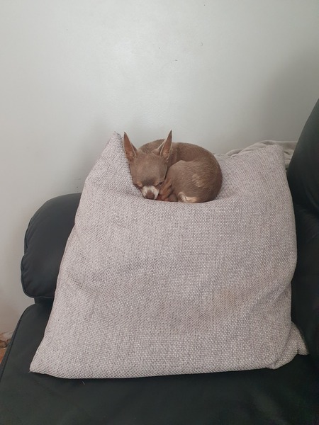 My dog is best dog
