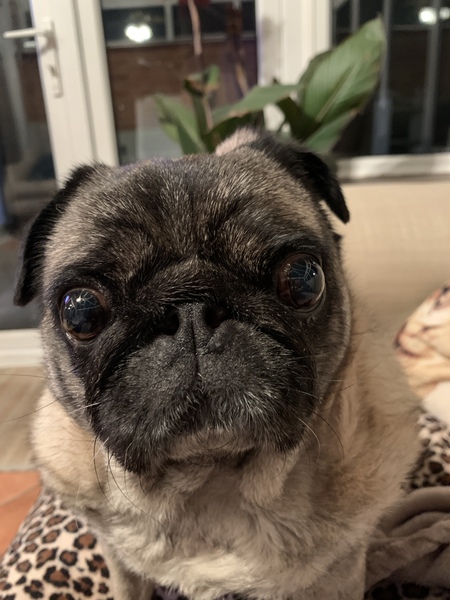 My dog is best dog