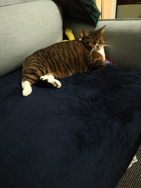 To now prefer cats to dogs?