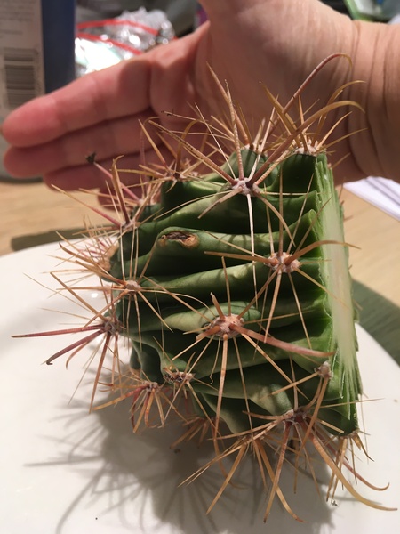 How to repot this bruiser of a cactus so it doesn't lean