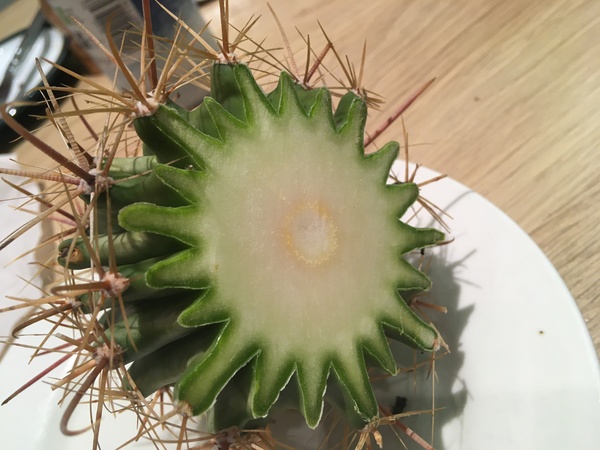 How to repot this bruiser of a cactus so it doesn't lean