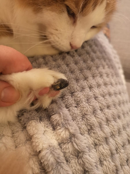 Poo on his paw