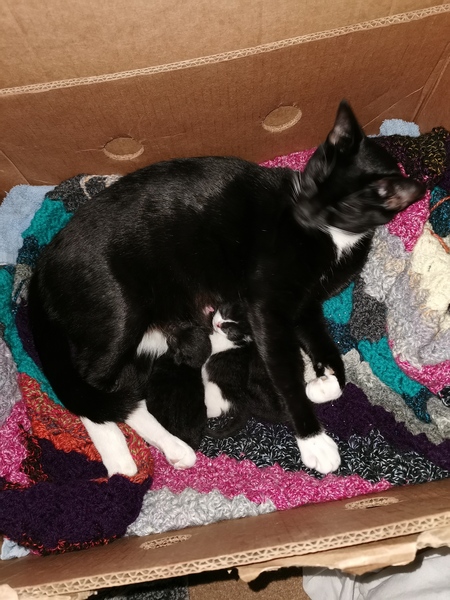 Meet my foster kitty