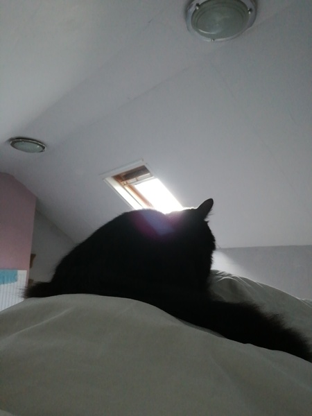 Is anyone a soft touch with their kittens or Cats?