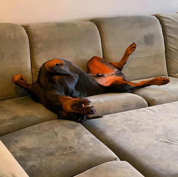 Funny ways your pets sleep