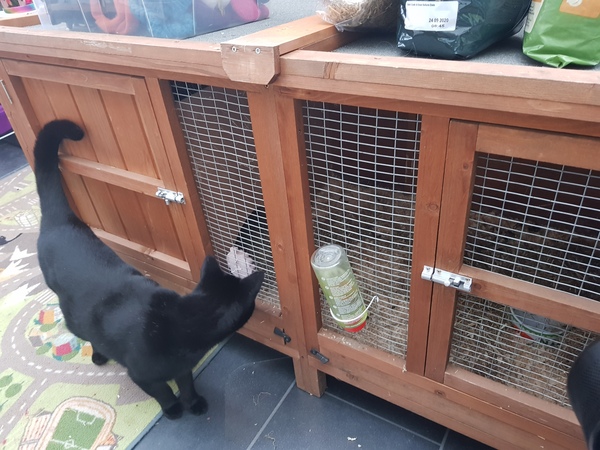 Alternative to guinea pig for dd11