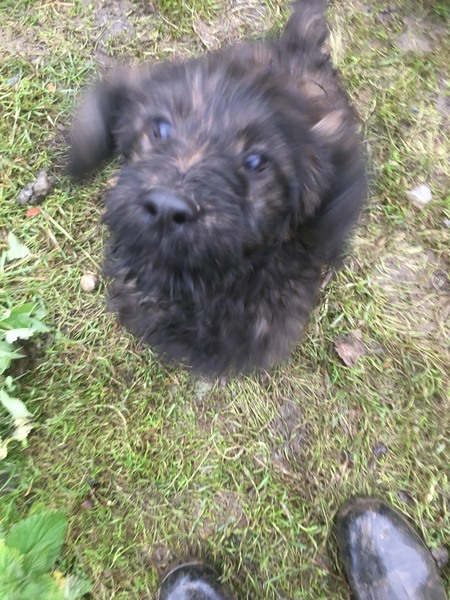 Puppy name inspiration, please?