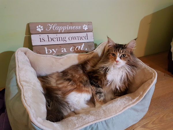 Why does anyone buy a dedicated cat bed?