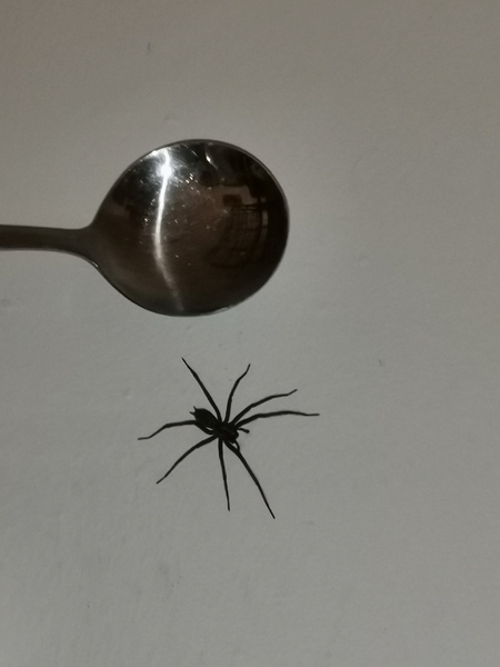 help WARNING: SPIDER PHOTO