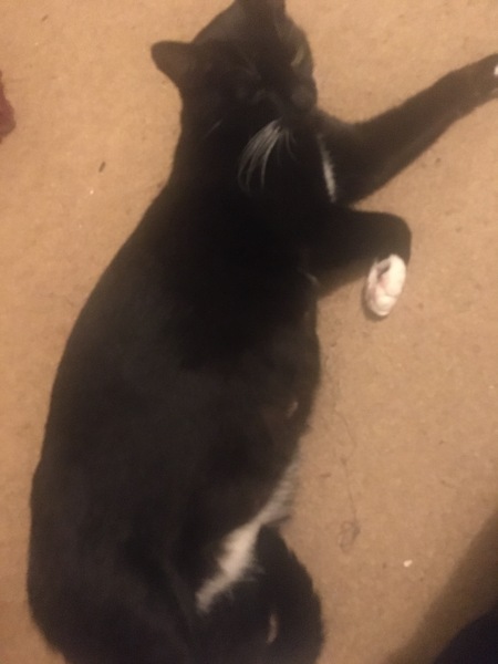 Meet my foster kitty