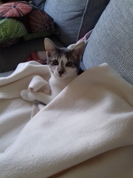 How old is your cat?
