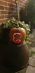 Show off your pumpkins.
